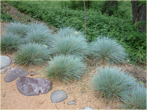 Kostrzewa ametystowa Festuca amethystina